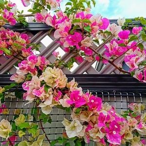 Meet your Posher, Gulsun